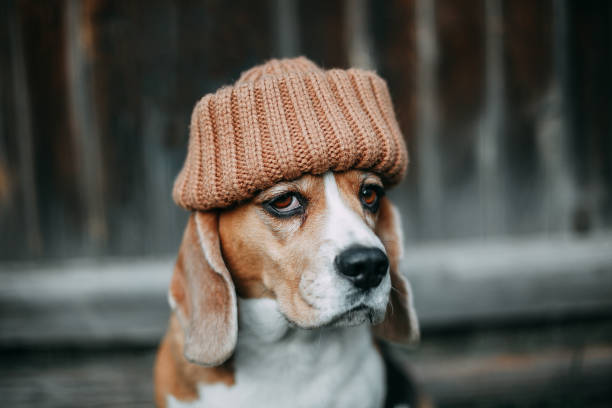 istock Beagle dog in an orange hat looks into the frame 1367529959