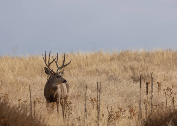 istock Buck Mule Deer in Autumn 1367530030