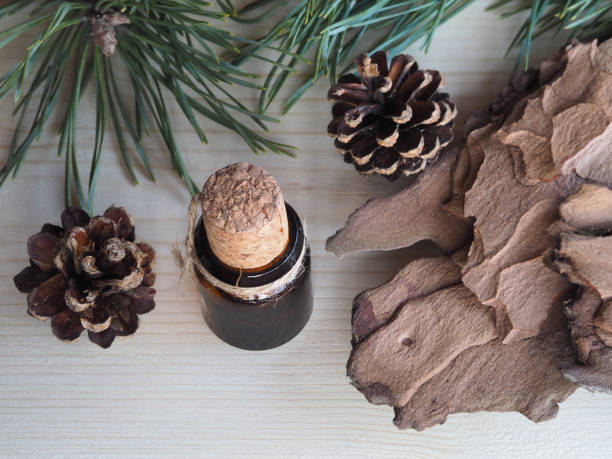 istock Pine bark, oil in a bottle, twigs and pine cones on a light pine wood background. Simple rustic pattern with eco-friendly natural coniferous wood products for design, closeup, top view 1367531028