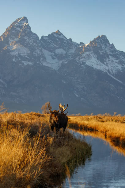 istock Bull moose in field in Tetons 1367531248
