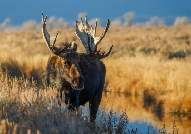 alce toro en el campo en tetons - alce macho fotografías e imágenes de stock