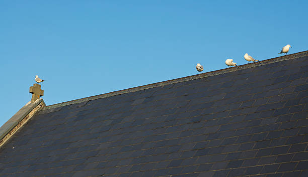 istock birds on church roof 136753157