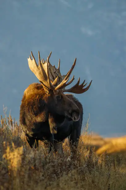 Photo of Bull moose in field in Tetons