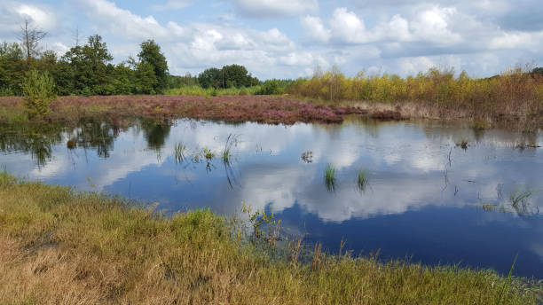 istock Mere on heath of Dutch Grolloo Forest 1367532310