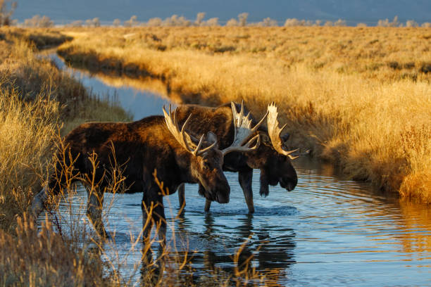 istock Bull moose in field in Tetons 1367532504