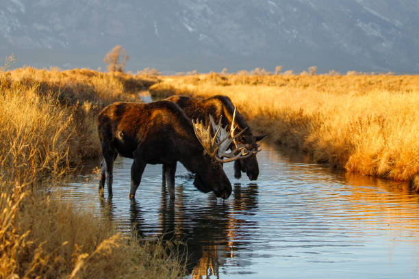 istock Bull moose in field in Tetons 1367532509