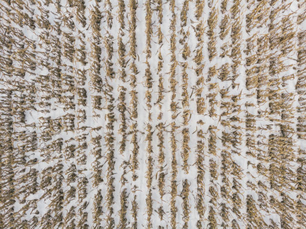 campo agricolo di mais coperto di neve - corn snow field winter foto e immagini stock