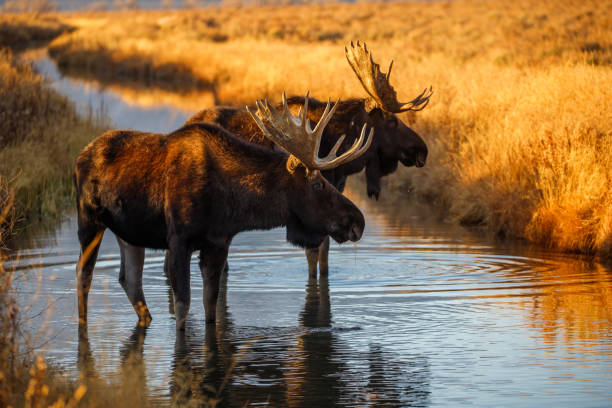 istock Bull moose in field in Tetons 1367532869