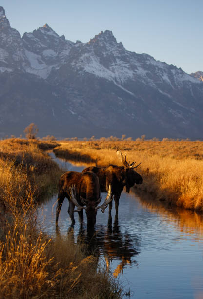 istock Bull moose in field in Tetons 1367532895