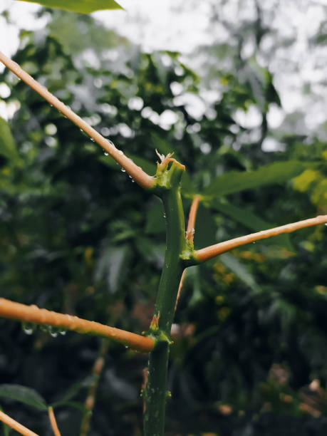 istock cassava leaves wet from the rain 1367533587