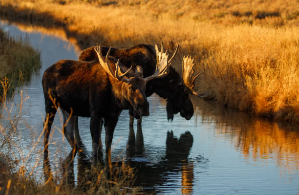 istock Bull moose in field in Tetons 1367533595
