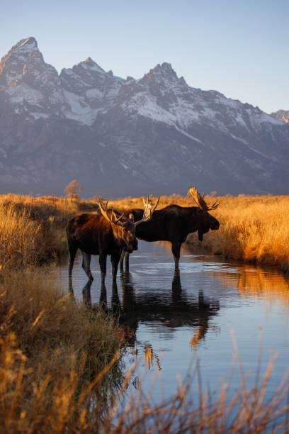 istock Bull moose in field in Tetons 1367533620