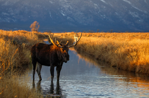 bull moose eating in field in Tetons