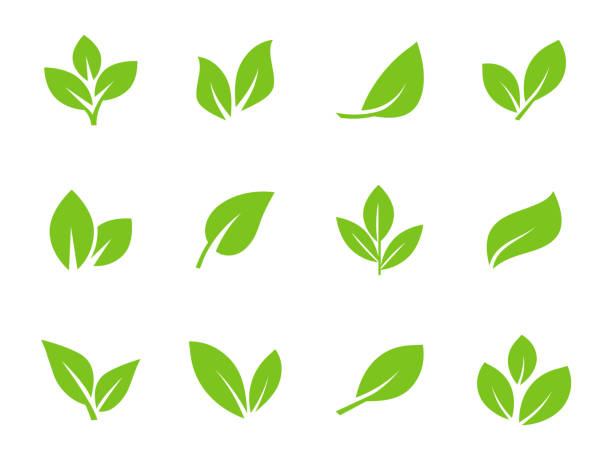 set of green leaf icons. leaves icon. leaves of trees and plants. collection green leaf. elements design for natural, eco, bio, vegan labels. vector illustration. - vejeteryan yemekleri stock illustrations