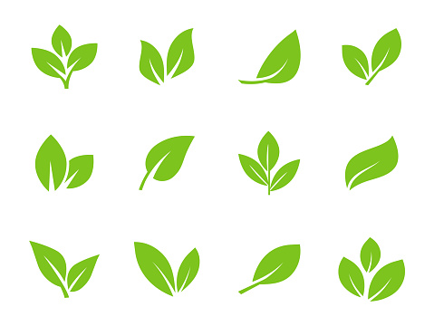 Set of green leaf icons. Leaves icon. Leaves of trees and plants. Collection green leaf. Elements design for natural, eco, bio, vegan labels. Vector illustration.