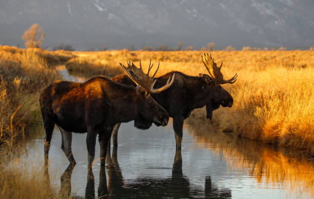 istock Bull moose in field in Tetons 1367534825