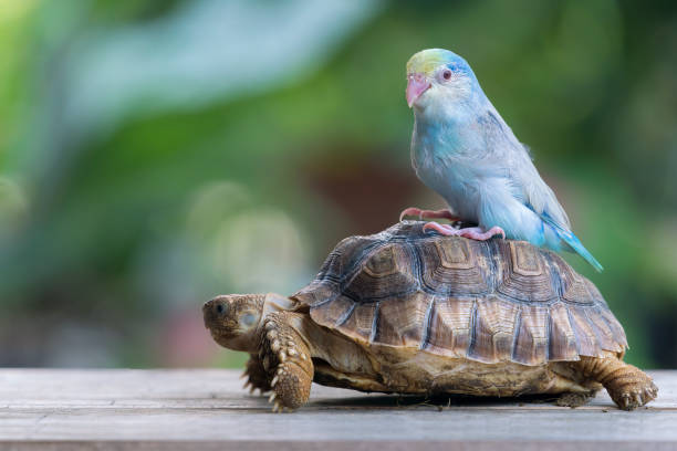 sulcata tortuga y pájaro forpus. pequeña tortuga arrastrándose lentamente sobre la tabla de madera con el loro forpus. - turtle grass fotografías e imágenes de stock