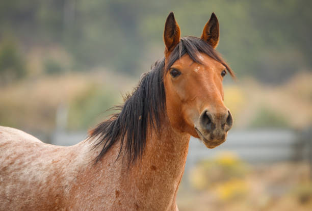 Pinto Arabian mare. Isolated on white. 