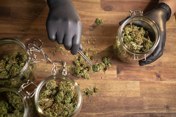 Storing trimmed CBD flower buds Gloved hands, putting trimmed CBD hemp flower weed buds in a storage glass jar, using tweezers. cannabis sativa photos stock pictures, royalty-free photos & images