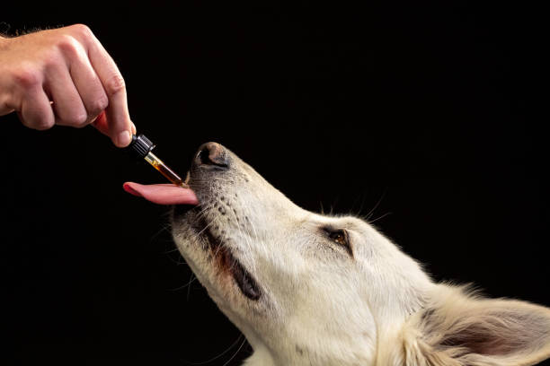 Dog licking a CBD oil dropper stock photo