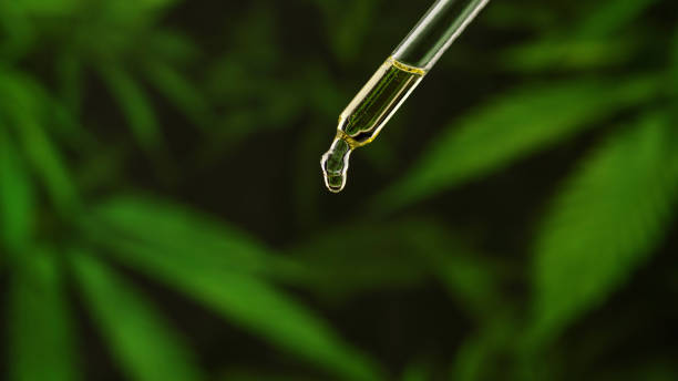 Glass dropper with CBD hemp oil droplets stock photo