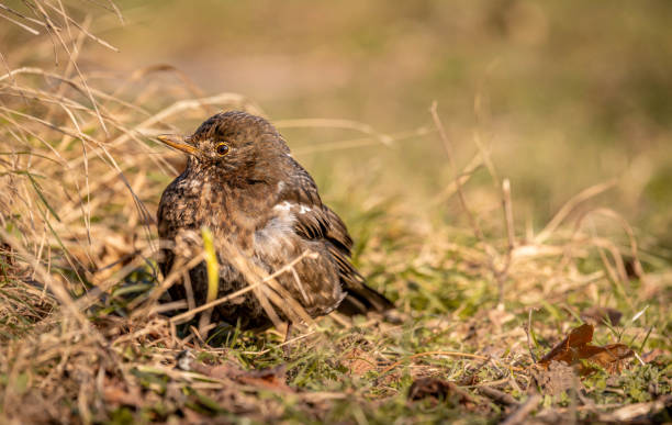 istock Blackbird on the grass. Turdus merula. Eurasian blackbird. 1367538595