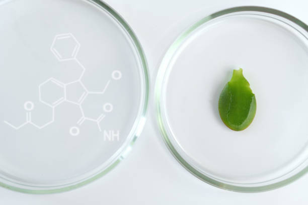 istock Crassula leaf in a section in a petri dish. 1367539682