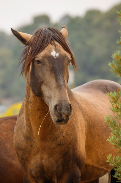 istock Wild mustang horse in desert 1367539951