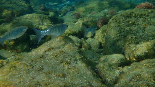 istock Flathead grey mullet (Mugil cephalus) undersea, Aegean Sea 1367540041