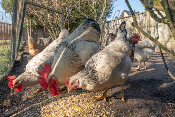 istock A rooster with hens eat grain. 1367540094