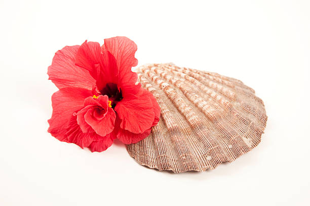 Ocean shell with flower stock photo