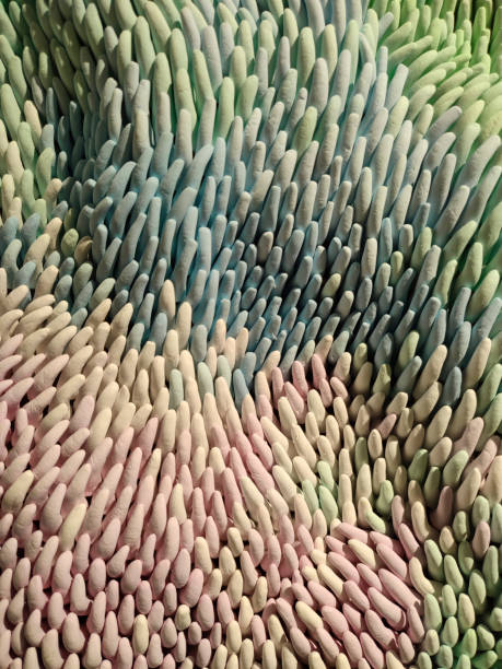 Symmetric green background of cactus succulent plants, close-up