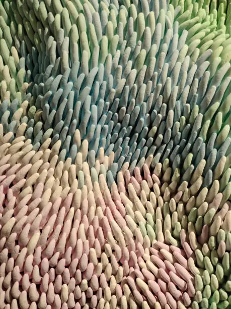 Photo of Symmetric background of cactus succulent plants, close-up