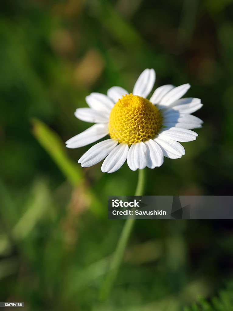 Camomile - Foto de stock de Camomila Romana royalty-free