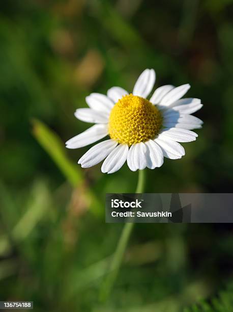 Foto de Camomile e mais fotos de stock de Camomila Romana - Camomila Romana, Camomila, Flor