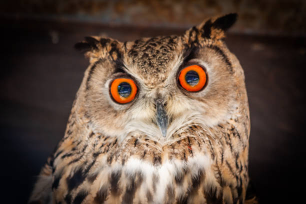 istock Funny owl portrait looking at camera 1367542273