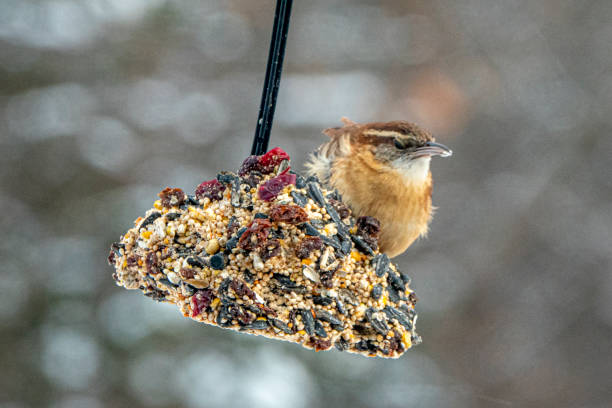istock Carolina wren feeding on a seed bell. 1367542275