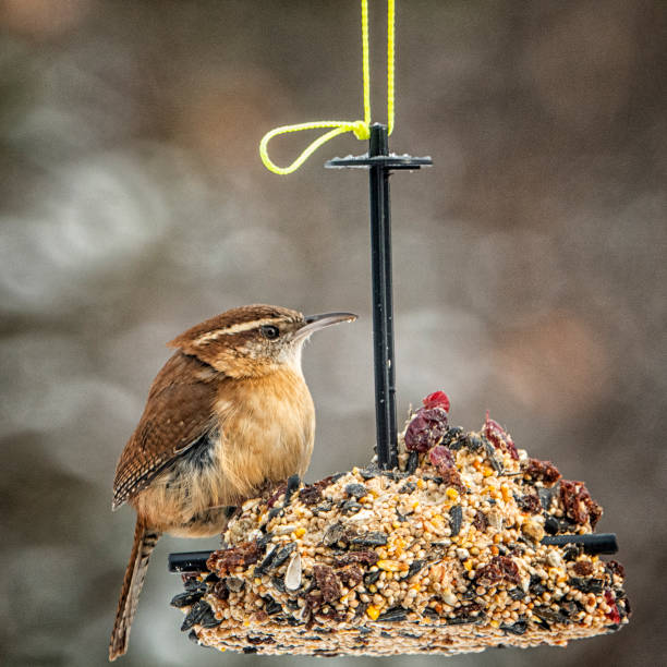 istock Carolina wren feeding on a seed bell. 1367542287