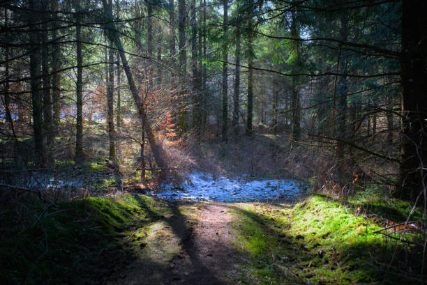 istock Auvergne wild forest and sunshine 1367543510