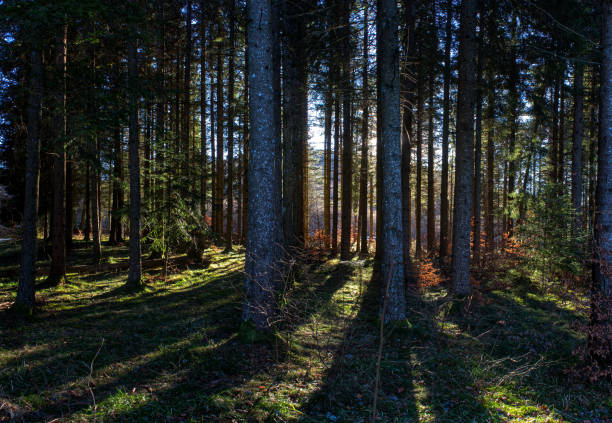 Auvergne wild forest, fir trees against the light and rays of sunshine