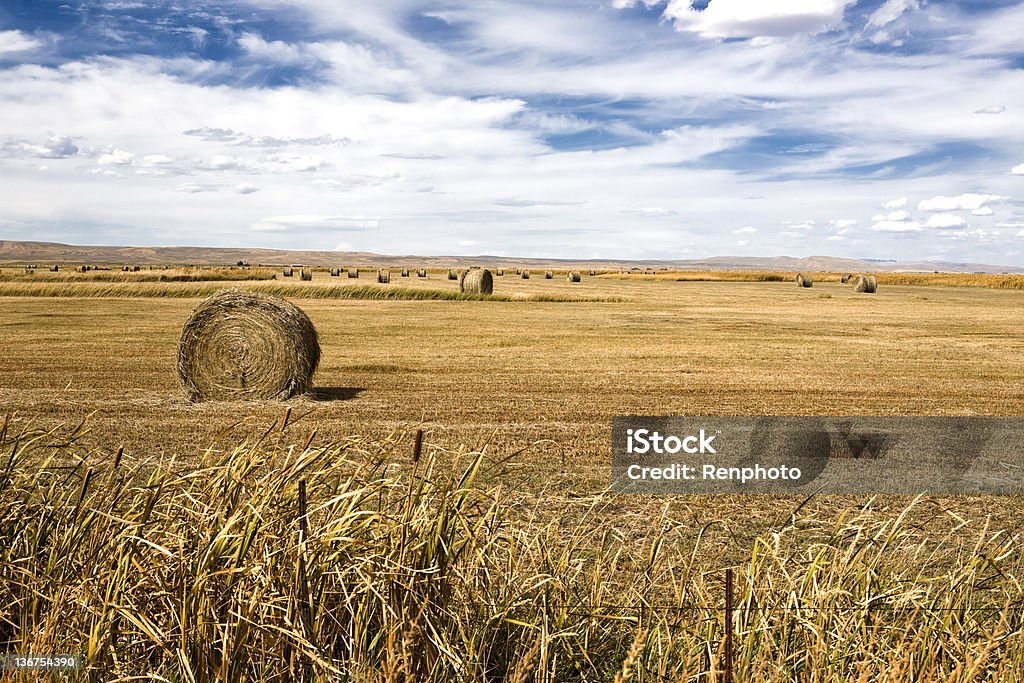 Hay Bales - Lizenzfrei Agrarbetrieb Stock-Foto