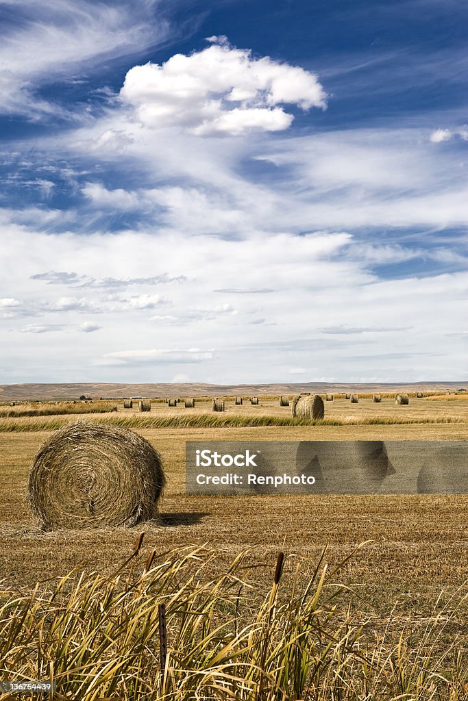 Hay Bales - Lizenzfrei Agrarbetrieb Stock-Foto