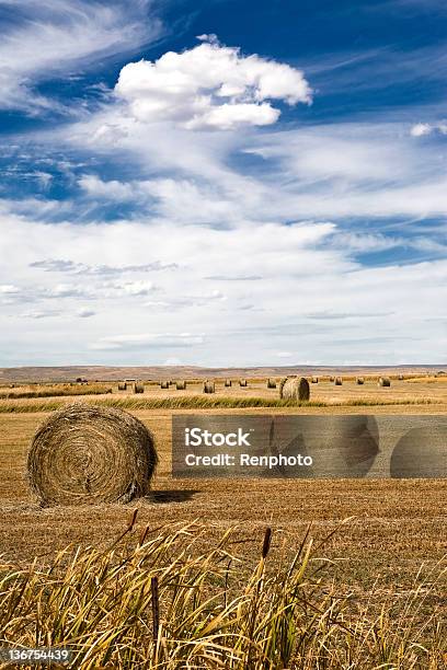 Hay Bales Stockfoto und mehr Bilder von Agrarbetrieb - Agrarbetrieb, Blau, Cricket-Tor