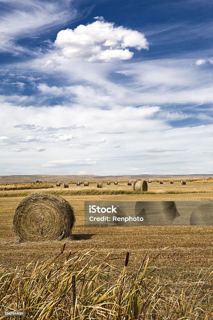 Feno fardos - Royalty-free Agricultura Foto de stock