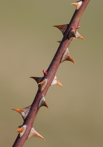 thorn rose branch isolated from background