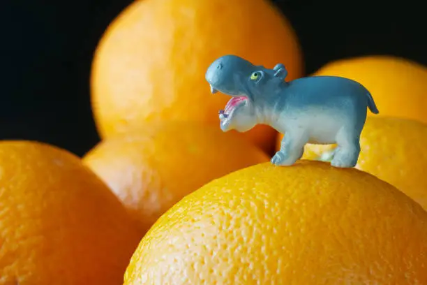 Photo of A toy hippopotamus stands on large fresh oranges. An example of showcase dressing in a store, grocery or interior in a kindergarten