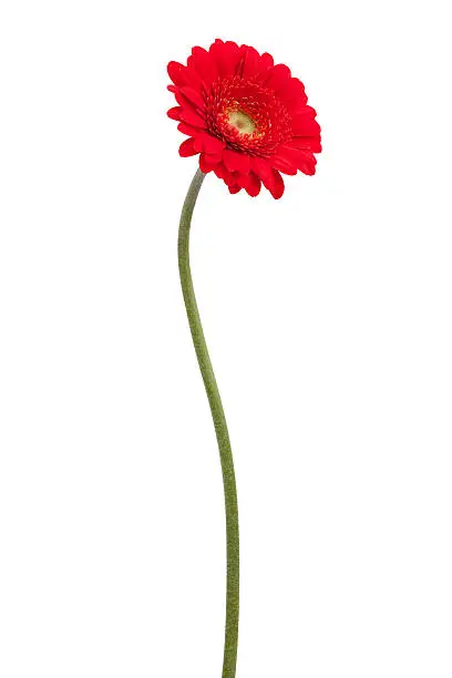 Red gerbera on a bent stem on a white background
