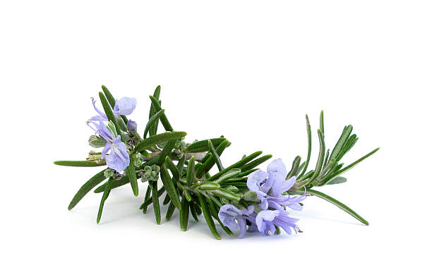 istock Rosemary branch and flowers 136754782