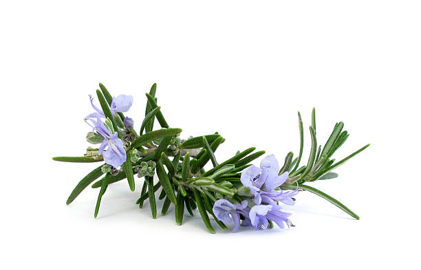 Rosemary branch and flowers stock photo