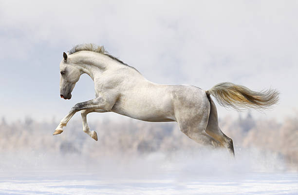 silver-white stallion silver-white stallion jumping in a snow white horse stock pictures, royalty-free photos & images